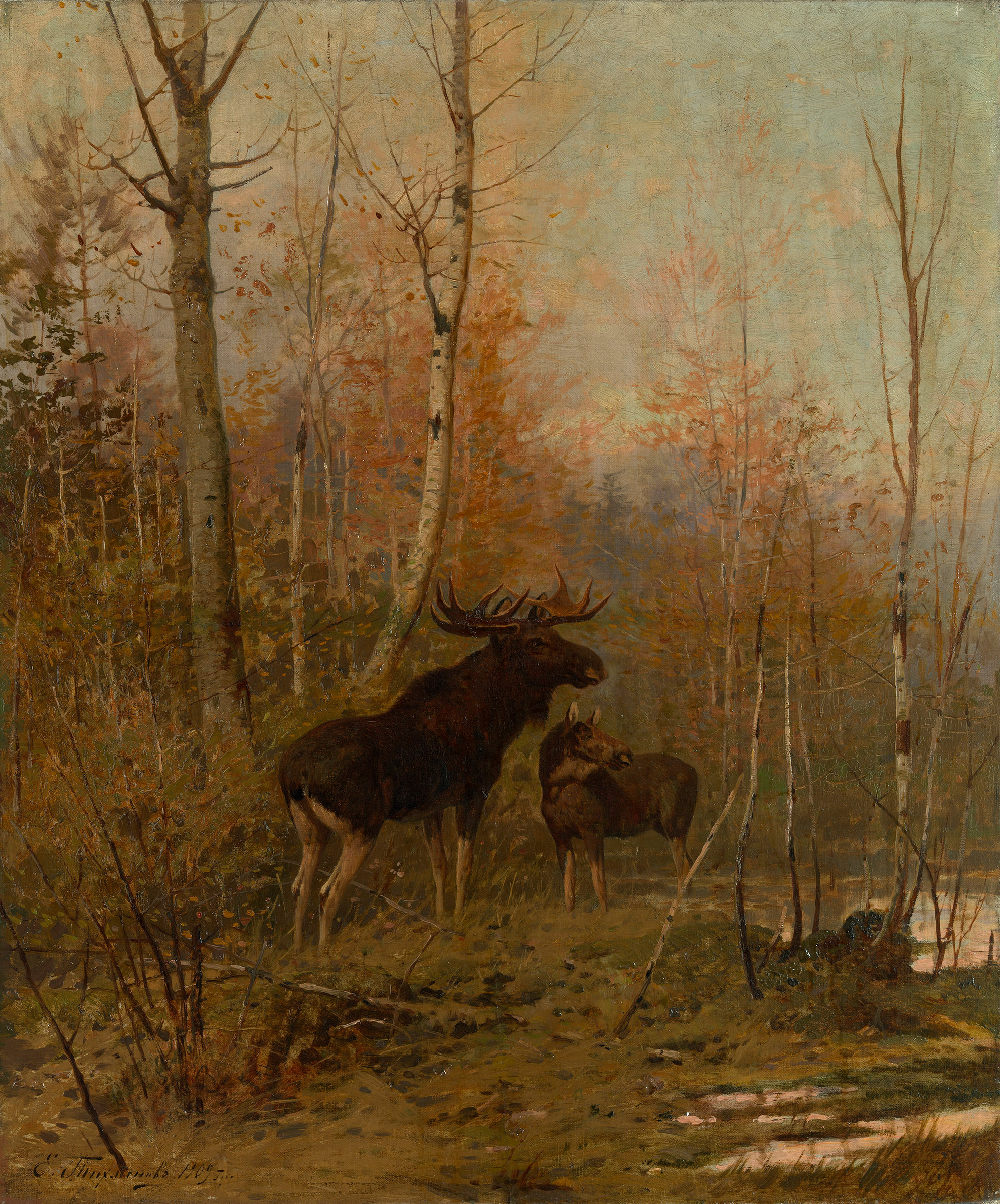 Two Elks in Woodlands