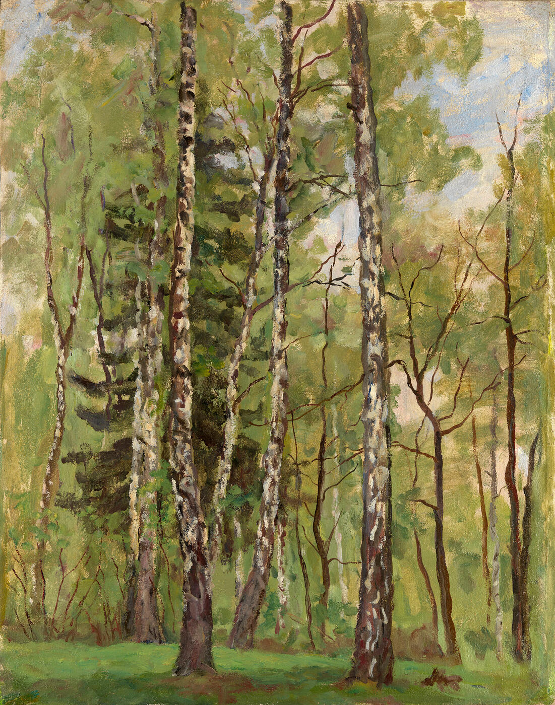 Birch Trees in Spring
