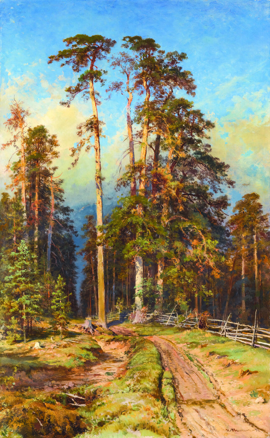 Pine Forest (Sukhostoi)