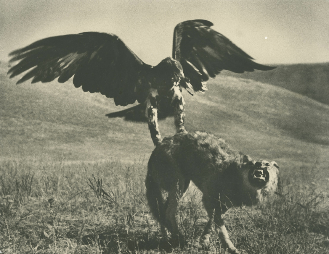 Hunting with Golden Eagle, Kazakhstan