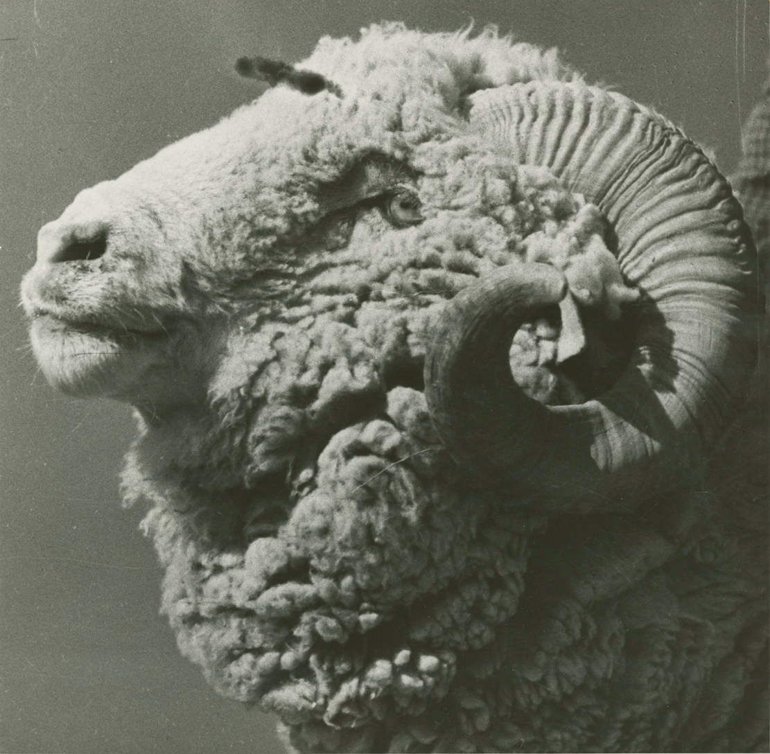 A Ram