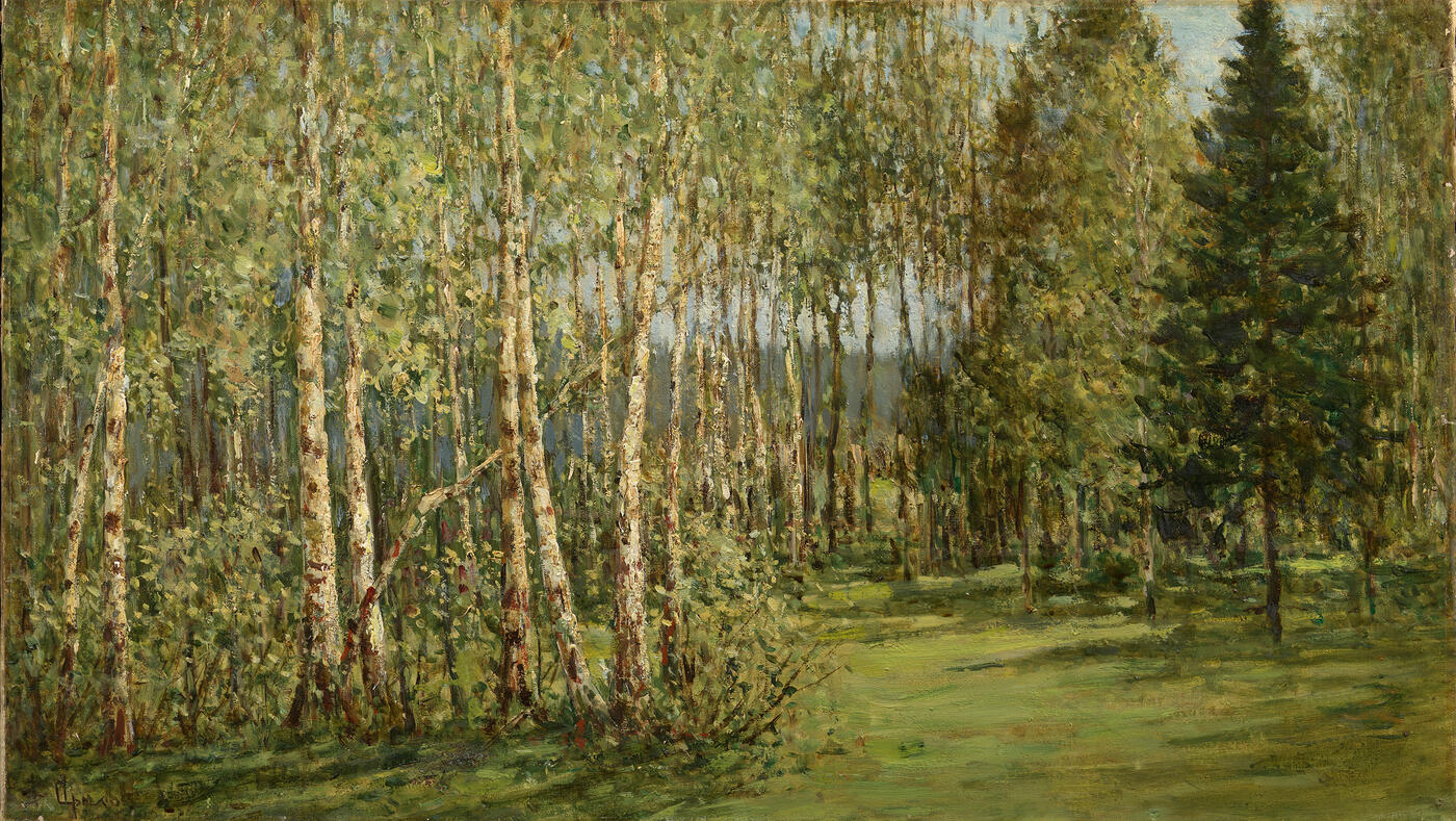 Young Birch Trees